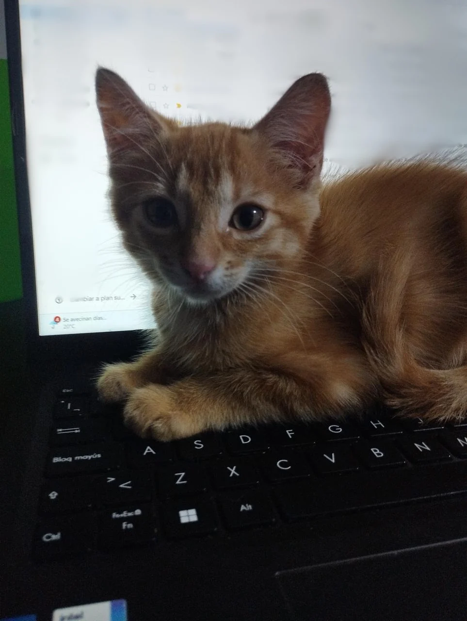 Simba, a cat